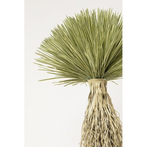 KARE roślina dekoracyjna YUCCA ROSTRATA 240 cm KARE roślina dekoracyjna YUCCA ROSTRATA 240 cm